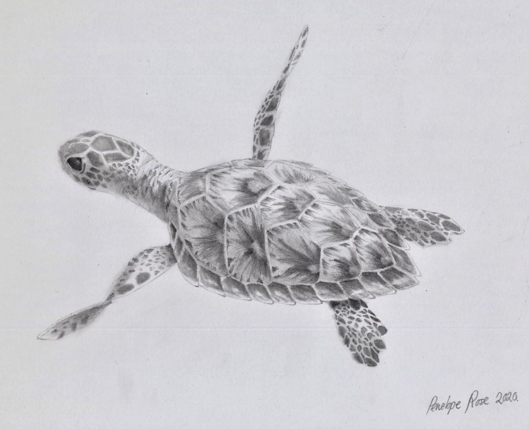 Realistic Sea Turtle Pen & Ink Drawing, Pointillism Turtle Drawing - Etsy  India
